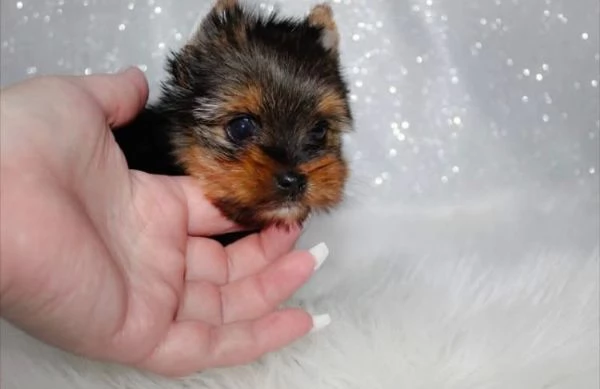 Yorkshire Terrier (cuccioli maschio e femmina)