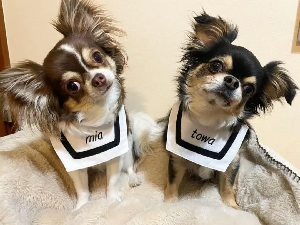 Cuccioli di Chihuahua