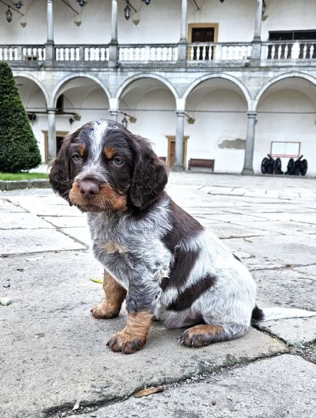 Epagneul Picard | Foto 2