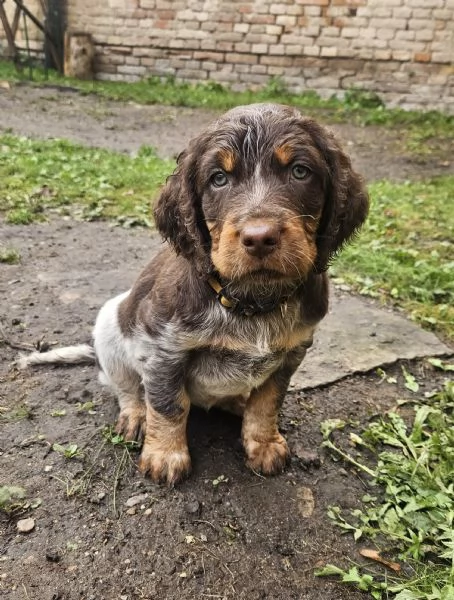 Epagneul Picard | Foto 1