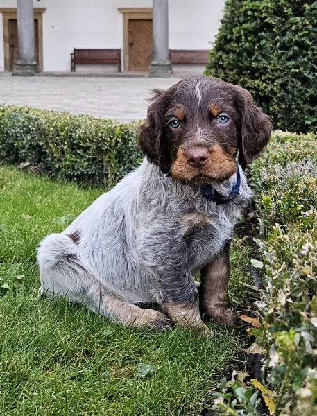 Epagneul Picard | Foto 0