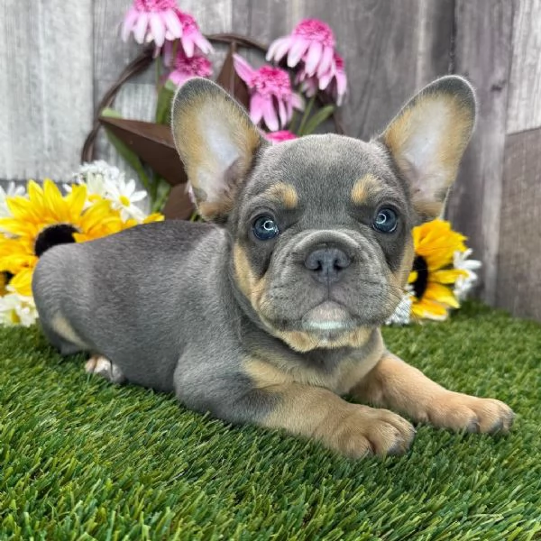Bulldog Francese (cuccioli maschio e femmina)