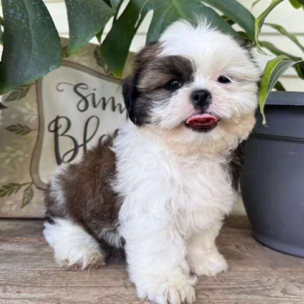 Shih?Tzu Mini Toy (cuccioli maschio e femmina)
