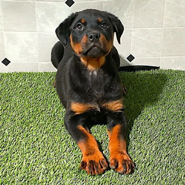 Rottweiler (cuccioli maschio e femmina)