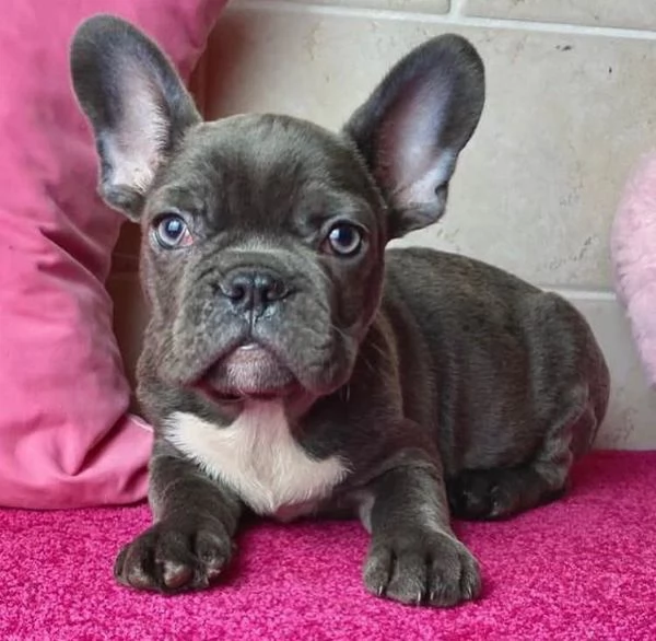 Bulldog Francese (cuccioli maschio e femmina)