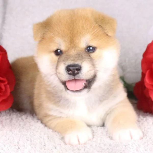 Shiba Inu (cuccioli maschio e femmina)