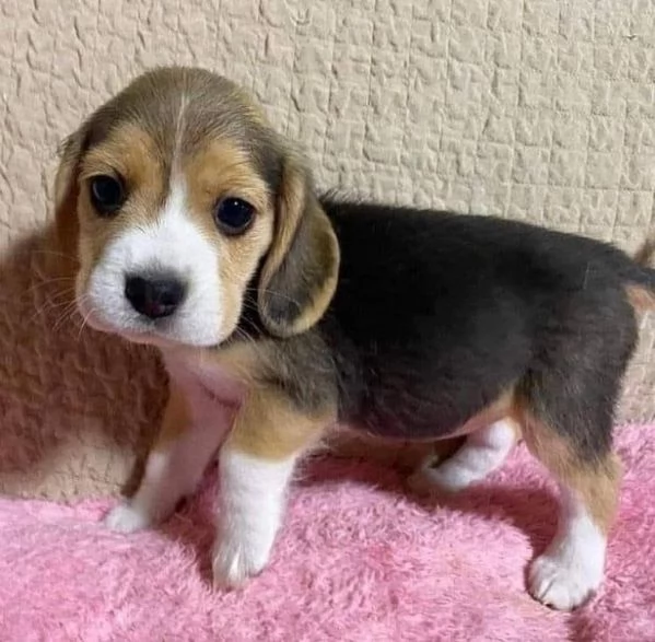 Beagle (cuccioli maschio e femmina) | Foto 0