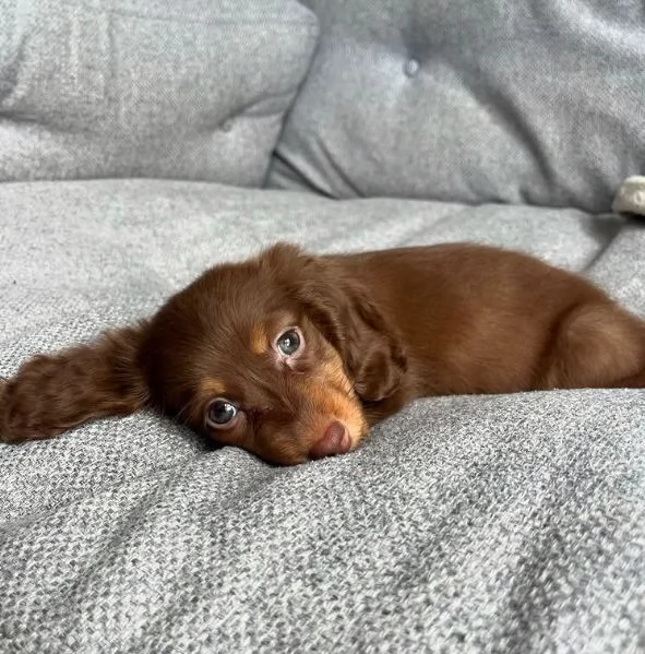 Bassotto (cuccioli maschio e femmina) | Foto 0