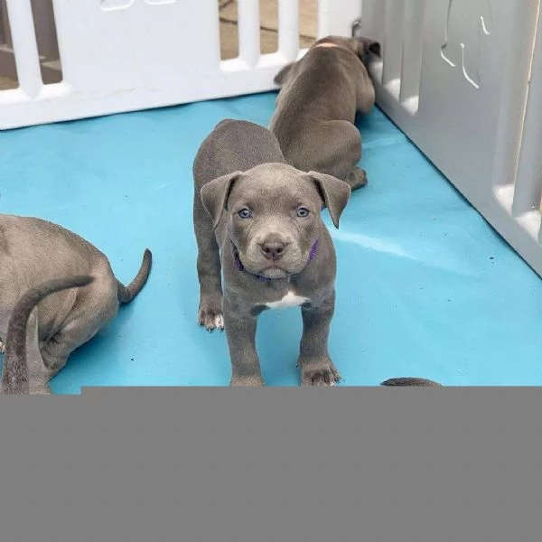 Cuccioli di pitbull disponibili 