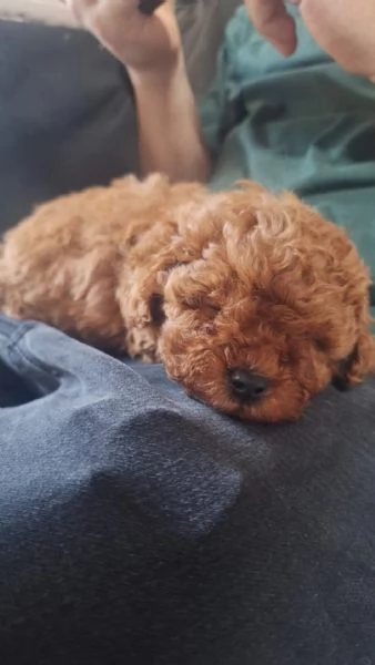 Disponibili cuccioli con pedigree | Foto 1