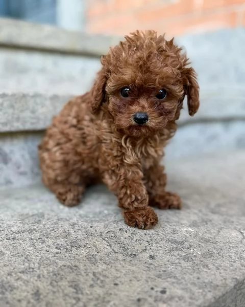 cuccioli di barboncino, maschio e femmina, | Foto 5