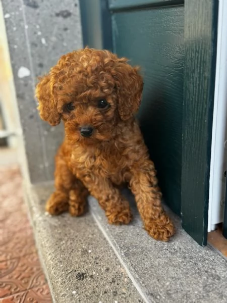 cuccioli di barboncino, maschio e femmina, | Foto 4