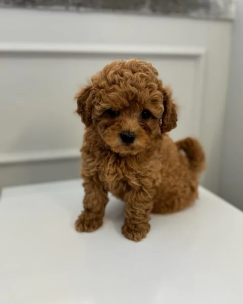 cuccioli di barboncino, maschio e femmina, | Foto 0