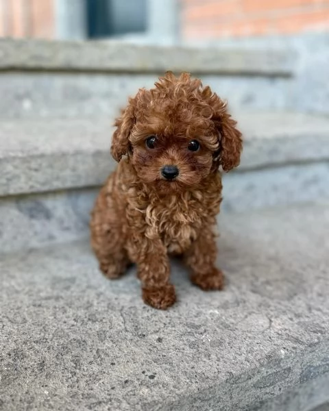 Cuccioli di barboncino | Foto 0