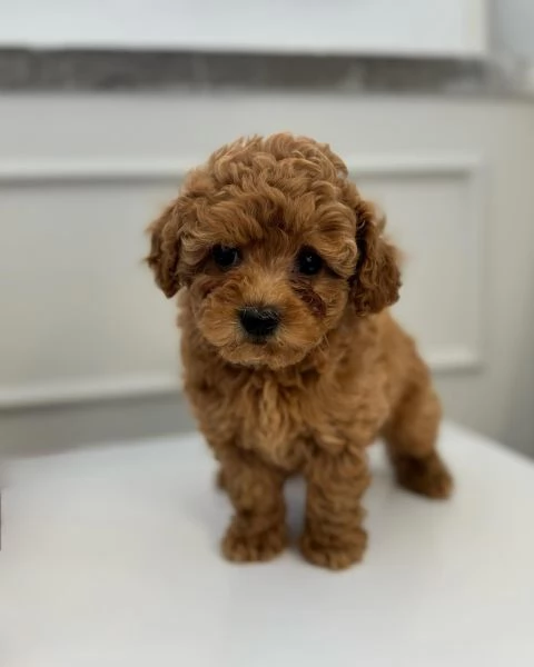 cuccioli di barboncino Toy | Foto 1