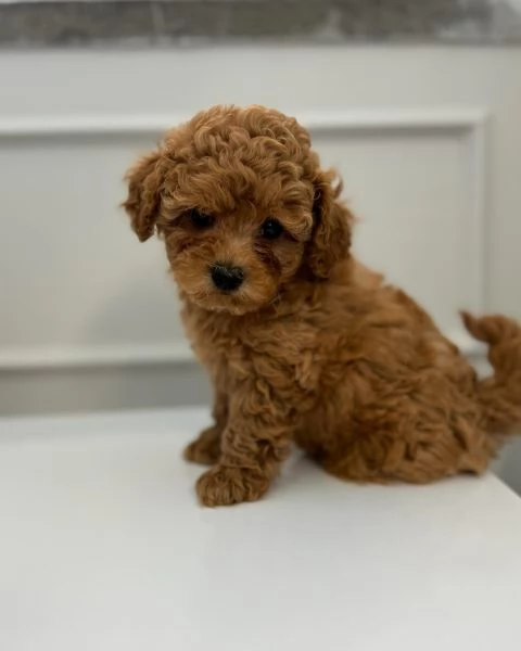 cuccioli di barboncino Toy