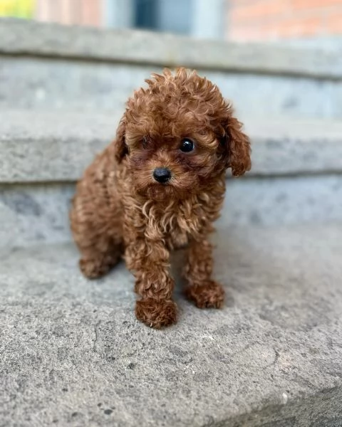 cuccioli di barboncino Toy