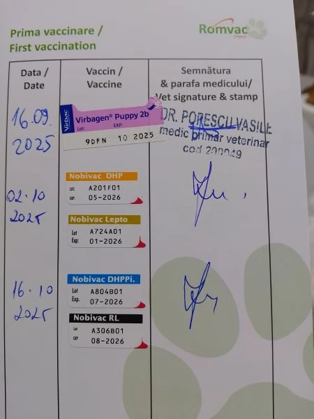 Cucciolli pomerania spitz 