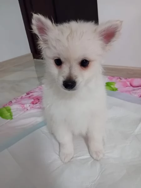 Cucciolli pomerania spitz  | Foto 2