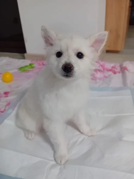 Cucciolli pomerania spitz  | Foto 1