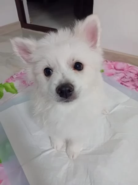 Cucciolli pomerania spitz  | Foto 0