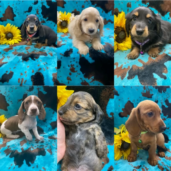 Cuccioli di bassotto in adozione