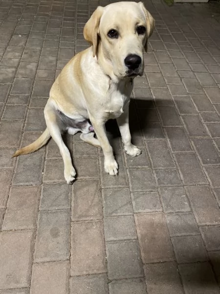 Labrador retriever 7 mesi