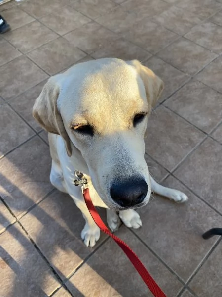 Labrador retriever 7 mesi | Foto 2