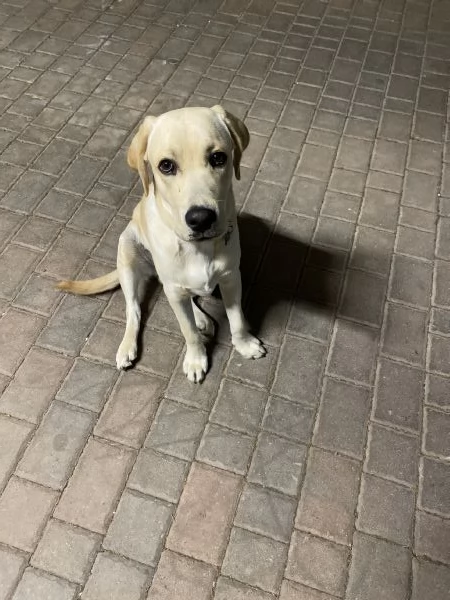 Labrador retriever 7 mesi | Foto 1