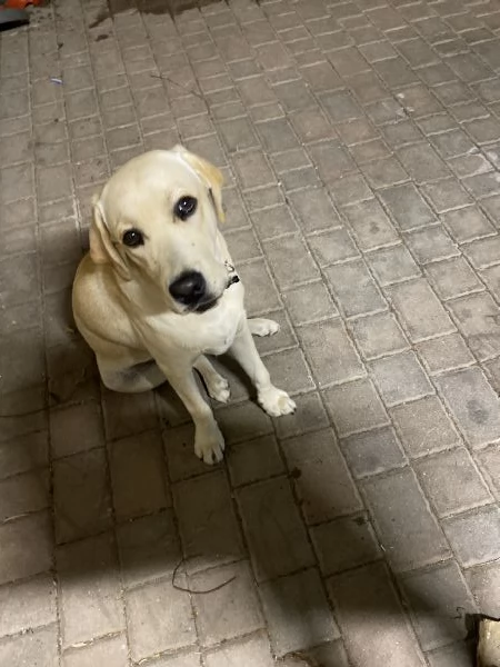 Labrador retriever 7 mesi | Foto 0