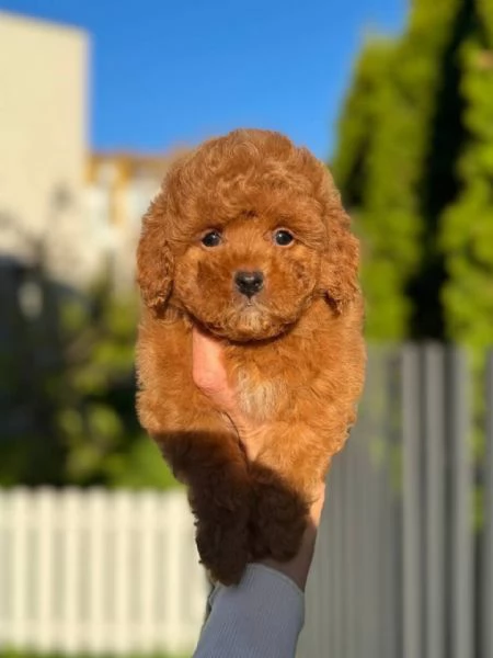 Cuccioli di Barboncino Toy   Maschi e Femmine, Dolcezza e Intelligenza!