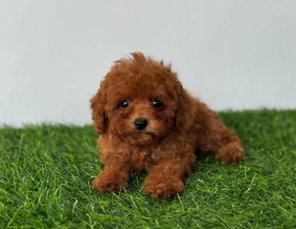 Barboncini toy cuccioli  | Foto 0