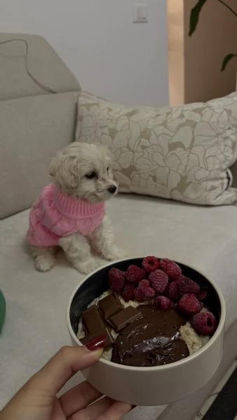 Dolcissima cucciola di Maltese - prezzo vantaggioso 