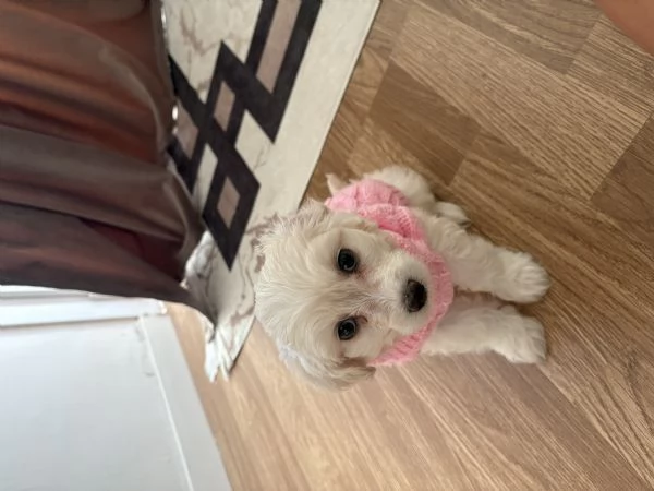 Dolcissima cucciola di Maltese - prezzo vantaggioso  | Foto 2