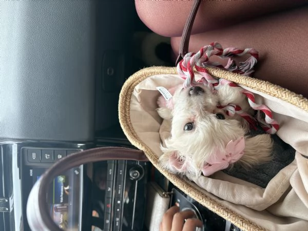 Dolcissima cucciola di Maltese - prezzo vantaggioso  | Foto 0