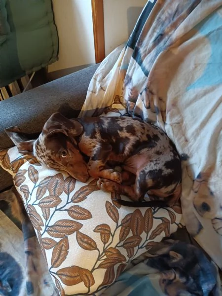 Bassotto Arlecchino per monta