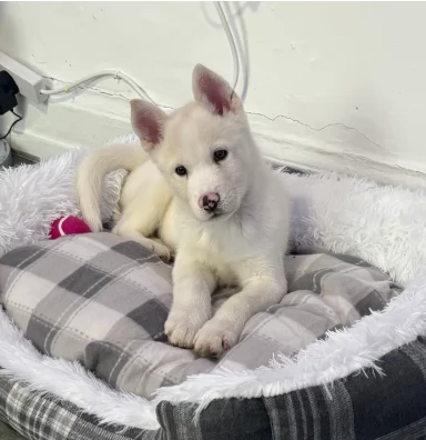 Bellissimi cuccioli di husky siberiano