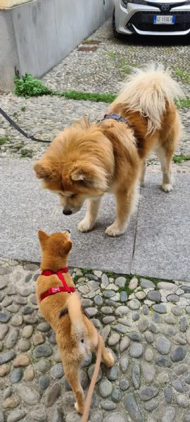 akita inu regalo | Foto 2