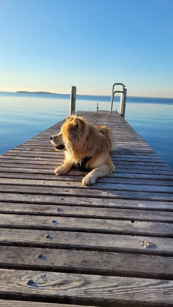 akita inu regalo | Foto 1