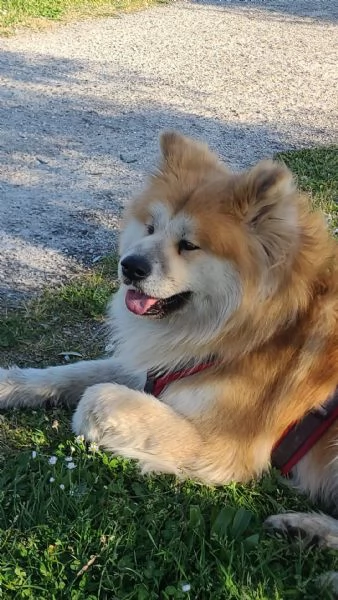 akita inu regalo | Foto 0