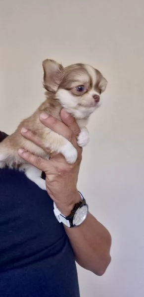 Meravigliosa cucciola di chihuahua