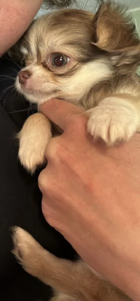 Meravigliosa cucciola di chihuahua | Foto 3