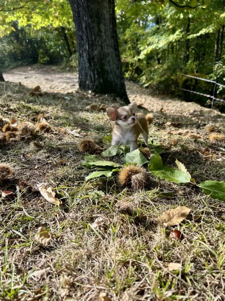 Meravigliosa cucciola di chihuahua | Foto 2