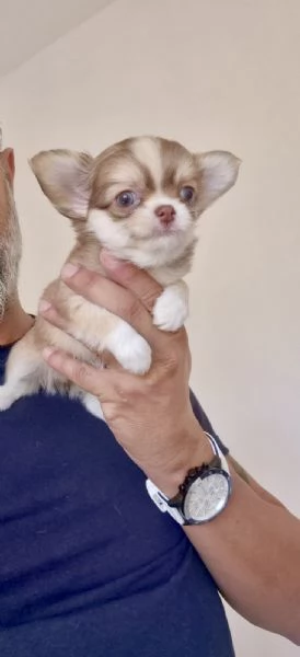 Meravigliosa cucciola di chihuahua | Foto 1