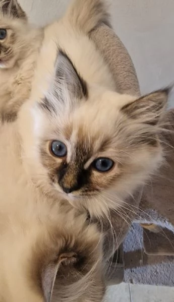 Cuccioli Sacro di Birmania 