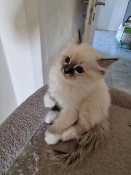 Cuccioli Sacro di Birmania  | Foto 2