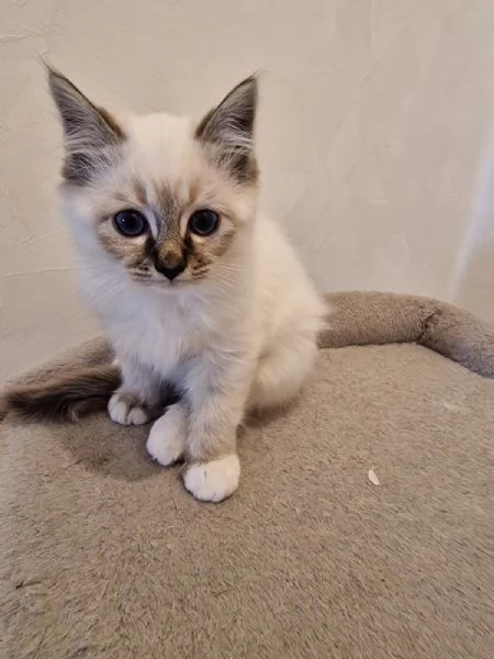 Cuccioli Sacro di Birmania  | Foto 1