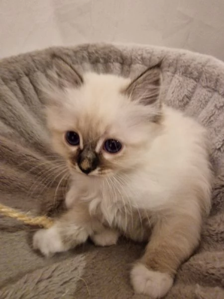 Cuccioli Sacro di Birmania  | Foto 0