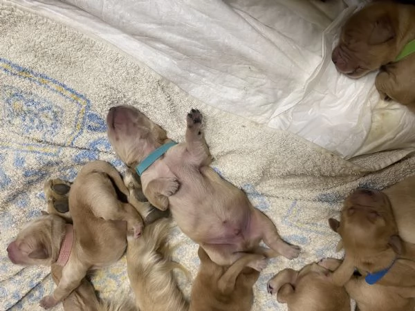 Cuccioli di Golden Retriever 