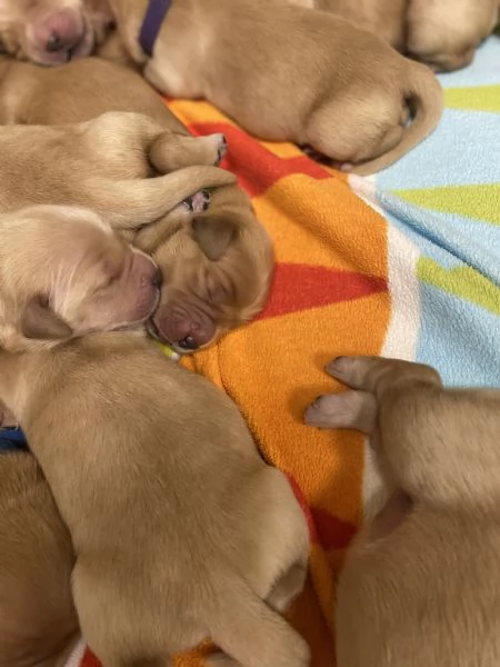 Cuccioli di Golden Retriever  | Foto 6